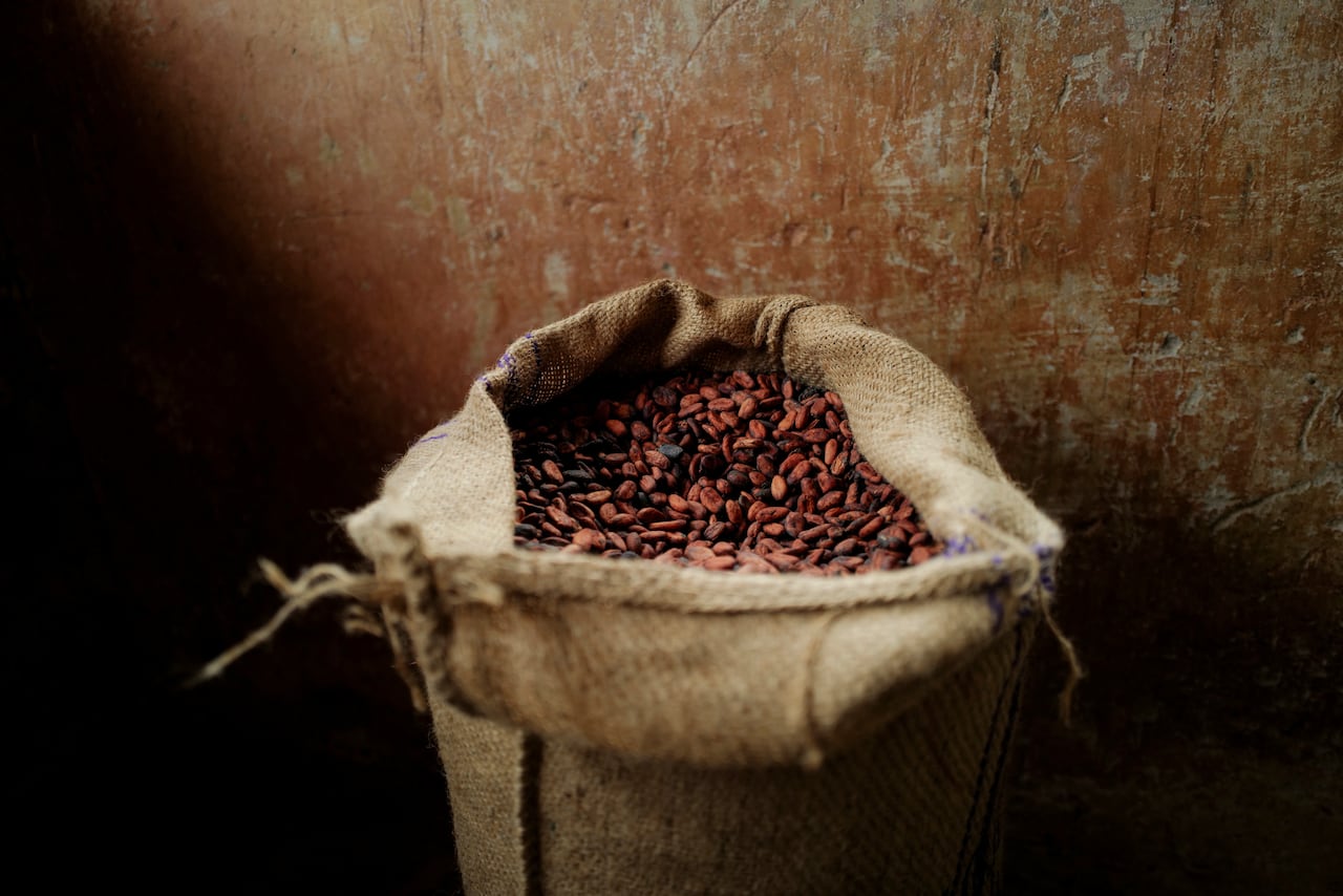 Chocolate faces more climate shocks as study highlights risk of extreme ...