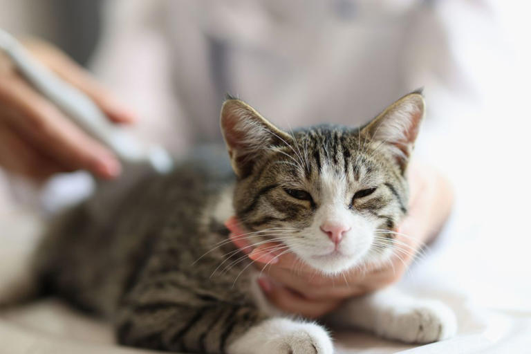 Does your cat food contain metal?