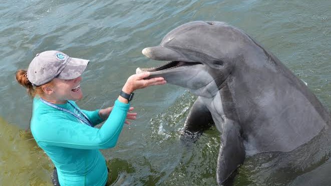 Dolphins look friendly until you see what they actually do for fun