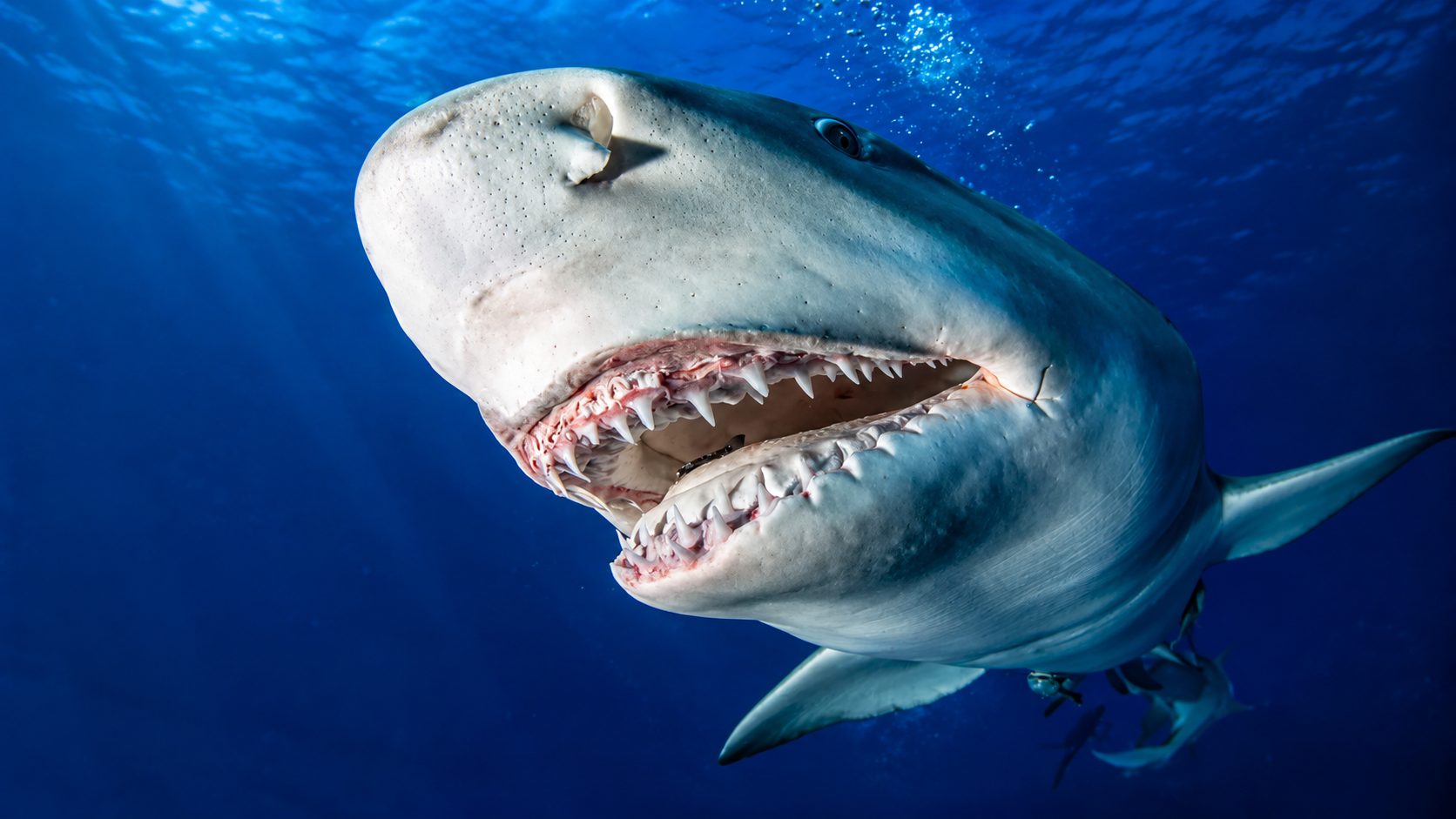 The shark that stalks you without you knowing