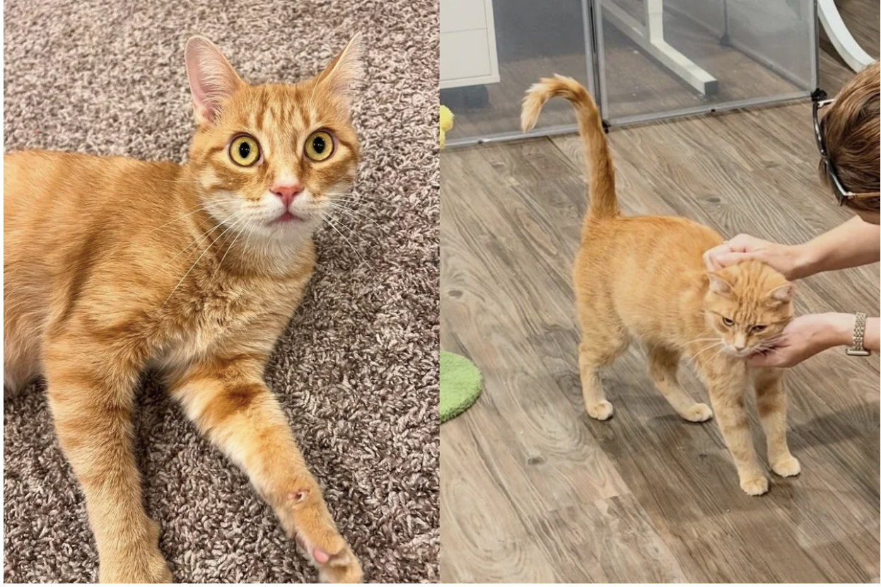 Cat who gave birth to 7 kittens the night she arrived at a shelter has ...