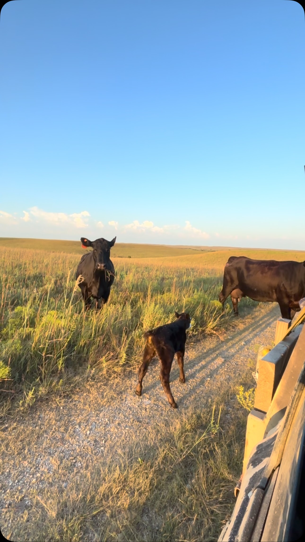 Taking the calves outside today