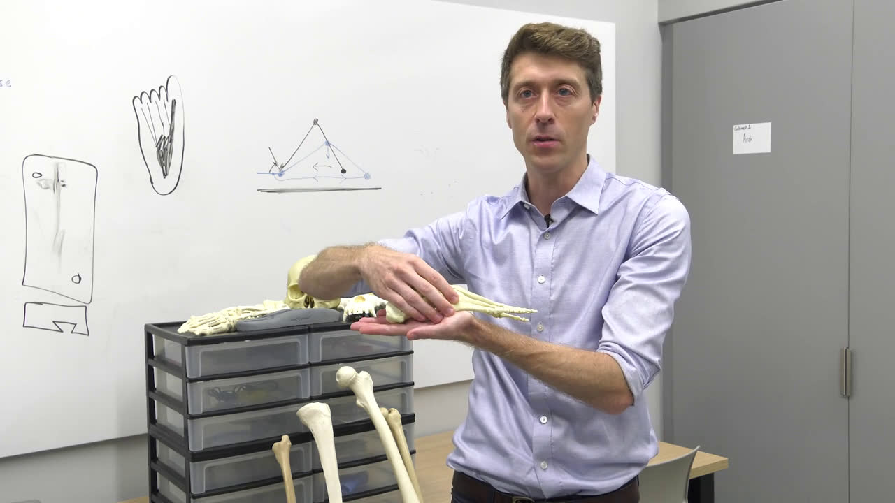 Humans walk very differently from chimpanzees, helping our ancestors to ...