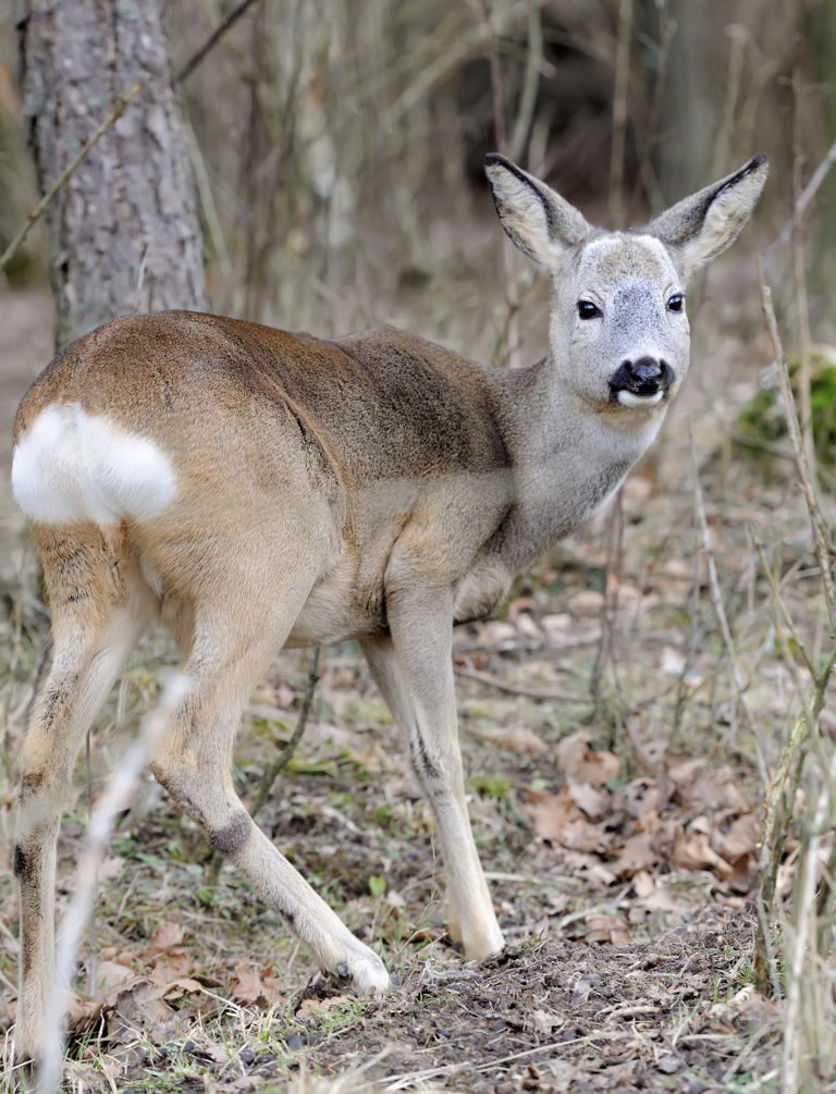 New York hunting seasons for bear and deer opens