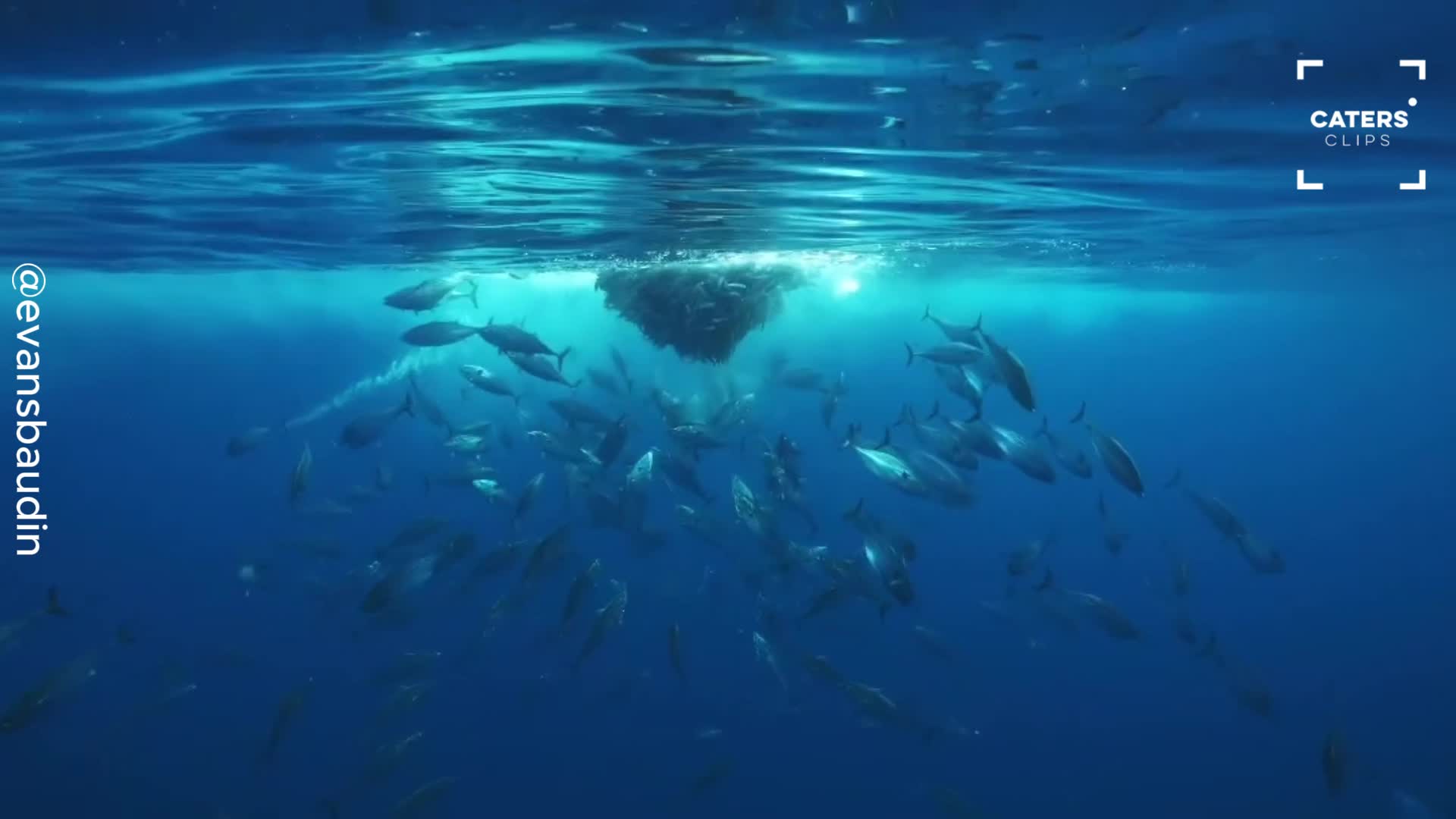 Tuna caught on camera terrorising massive bait ball