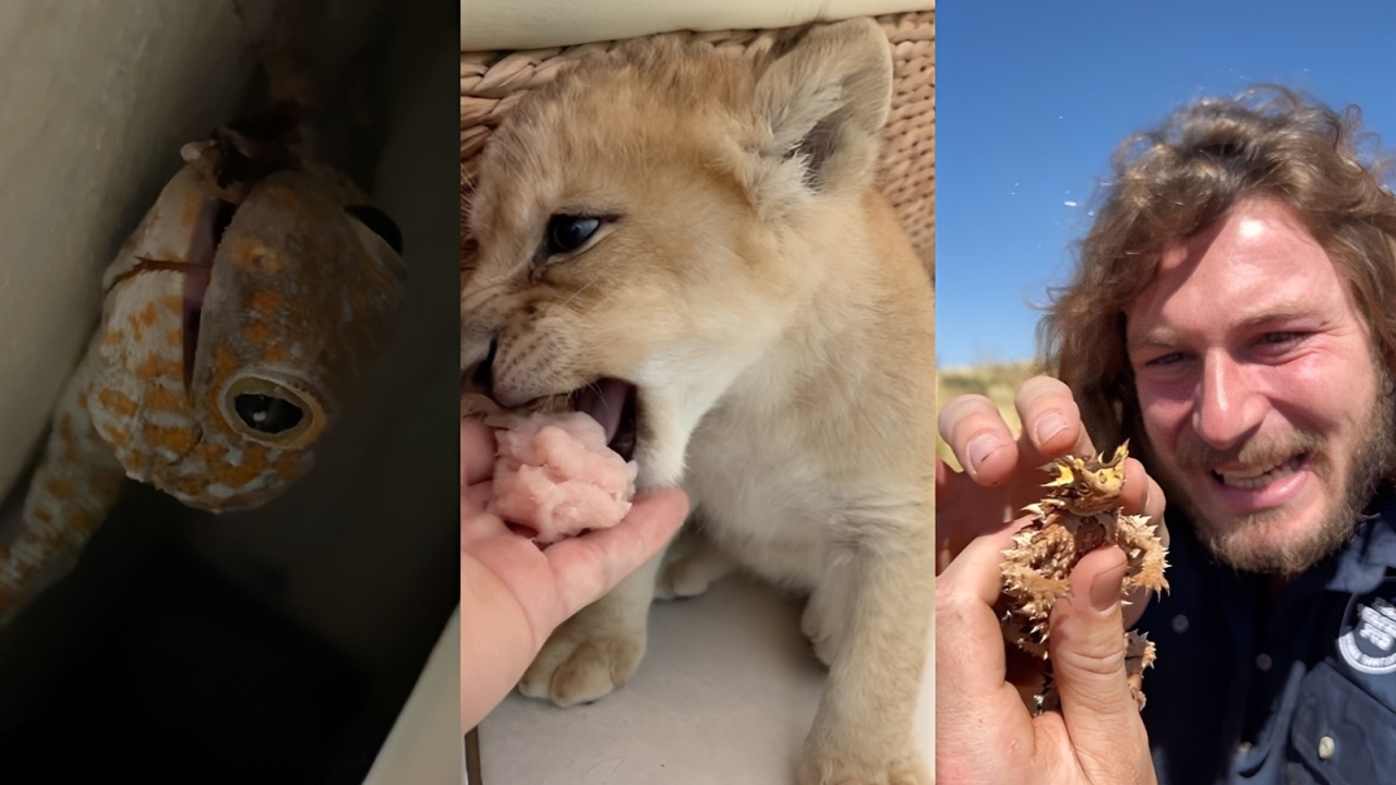 Animals compilation 2