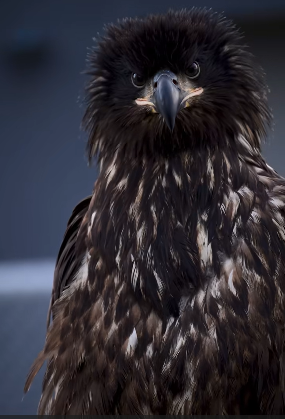 majestic-bald-eagle-ready-for-the-wild