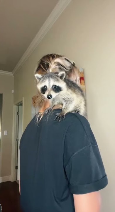 Paige’s pet raccoon is just a baby 🦝