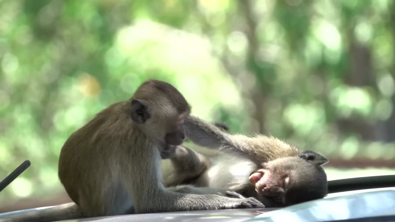 One monkey got grapes. The other got cucumber. Then the rage started.