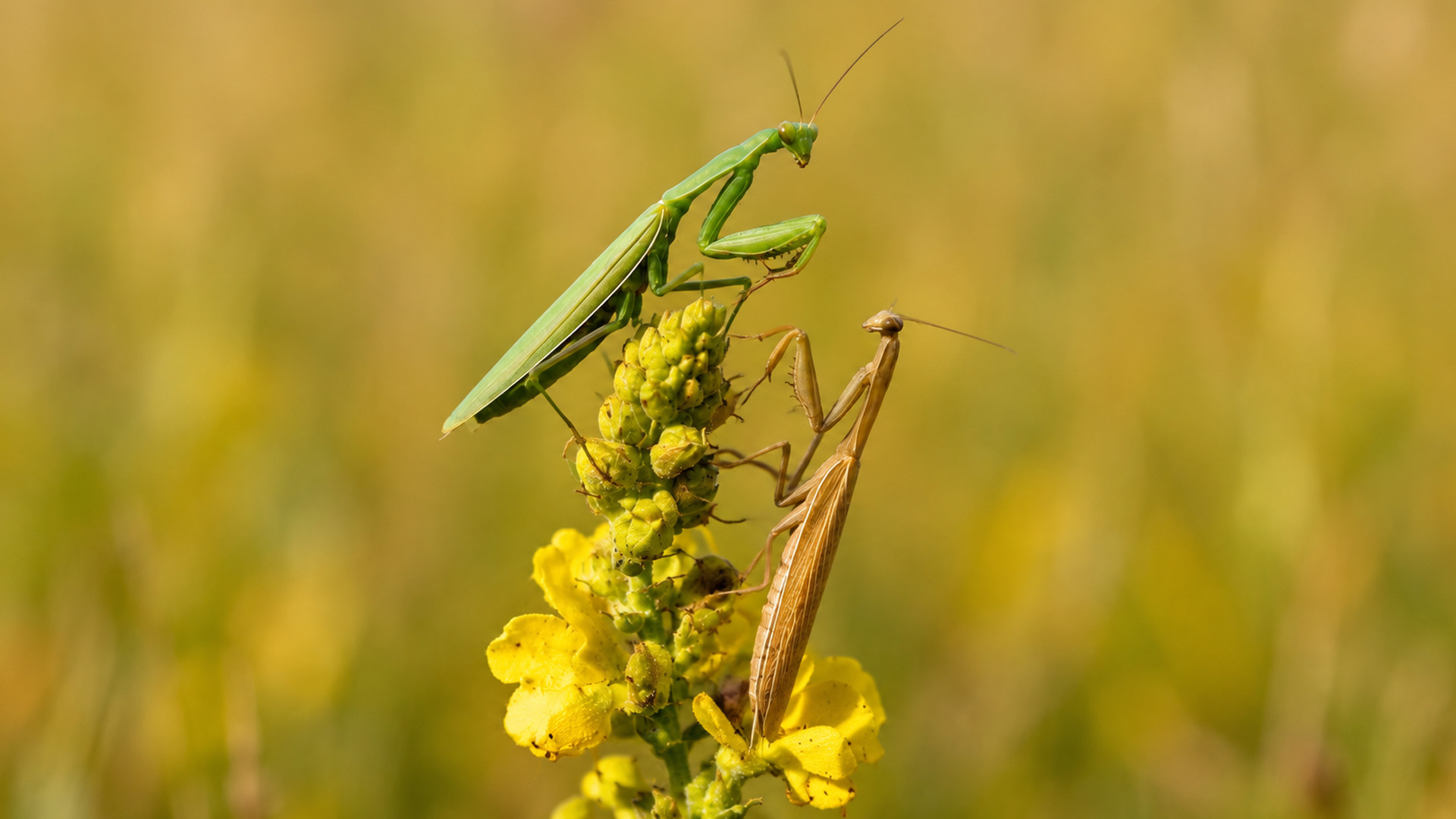 Dos mantis religiosas se encuentran en una flor amarilla en video oculto