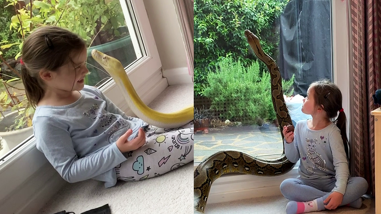 Heartwarming encounter: Young girl bonds with her pet pythons