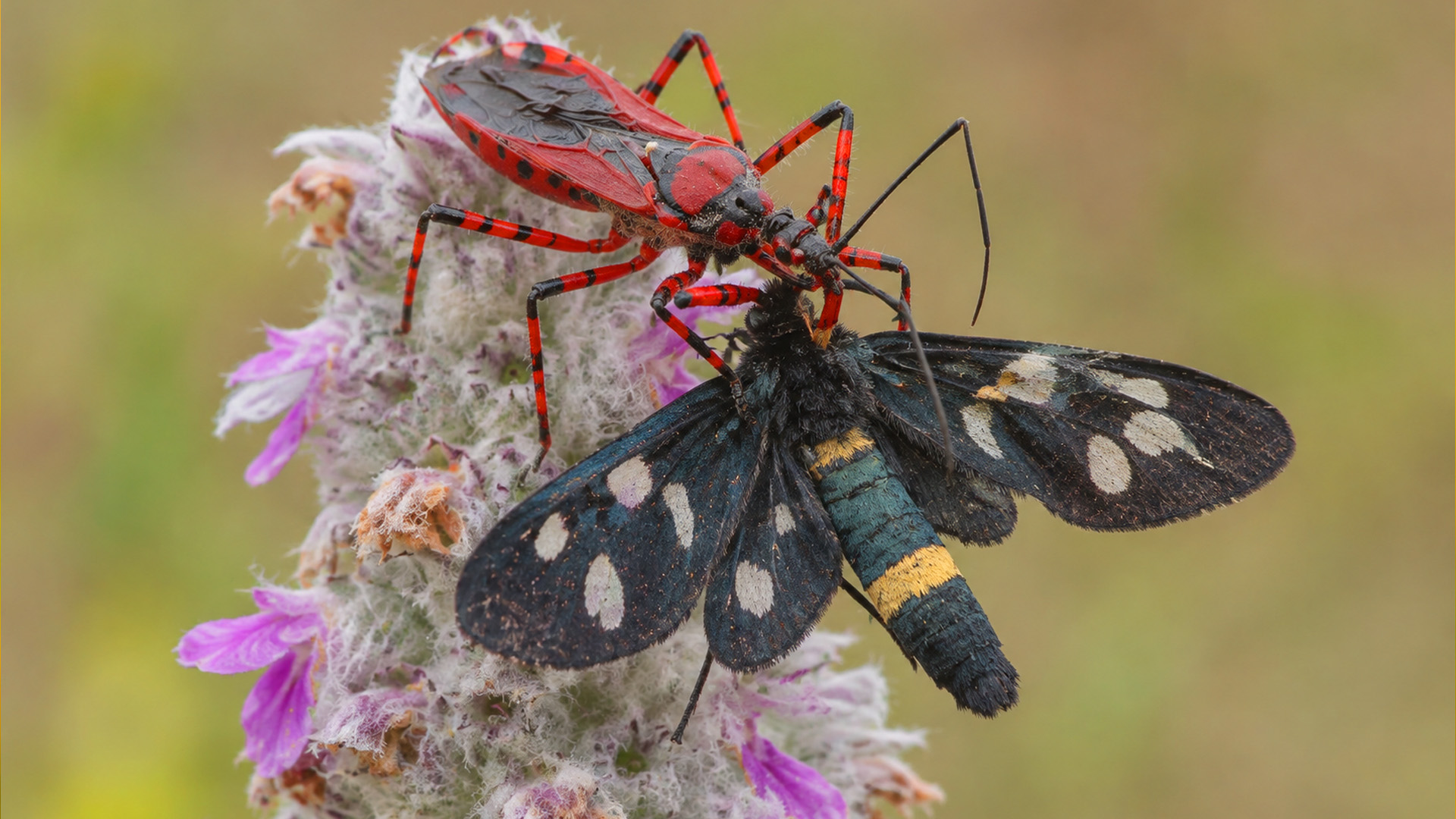 Un insecte prédateur capture sa proie, un papillon de nuit, filmé en ...