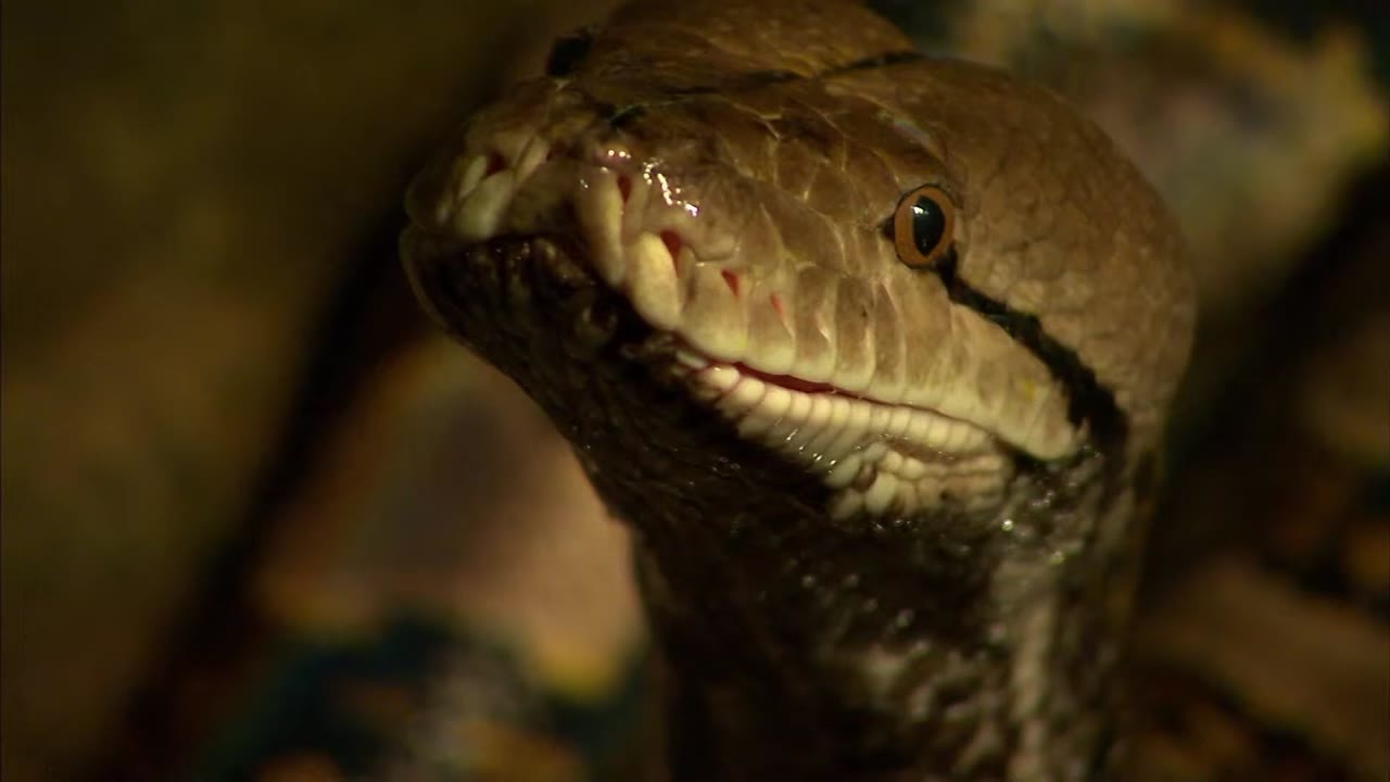 A 100kg python refused food for 3 months… then the vet had to enter her ...