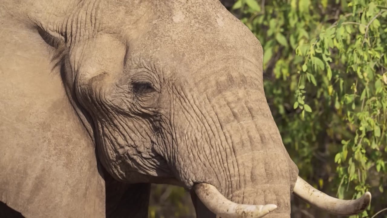 Scientists used AI to talk to an elephant - then she responded