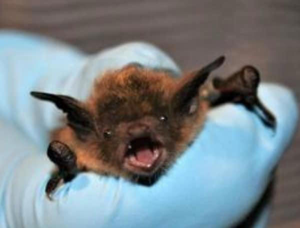 Rabies alert issued for parts of Hillsborough County after unvaccinated ...