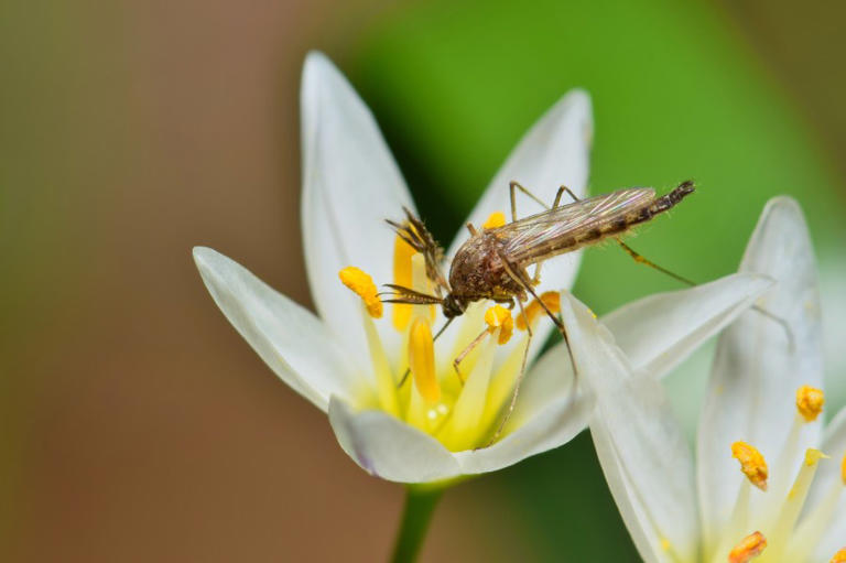 US Army Corps to conduct aerial mosquito treatment on Craney Island