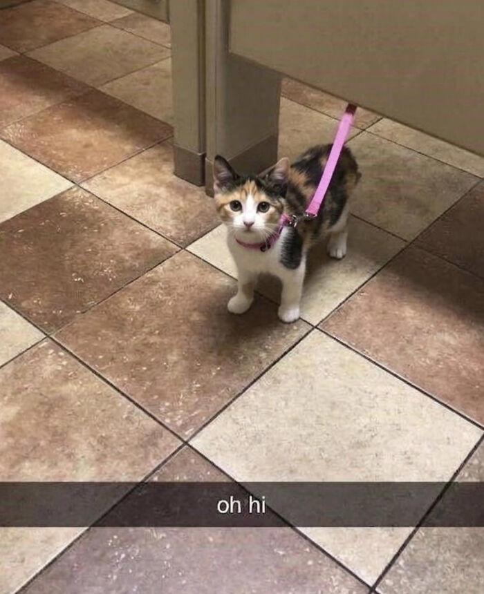 Cats out of context: Photos that somehow get funnier the longer you look