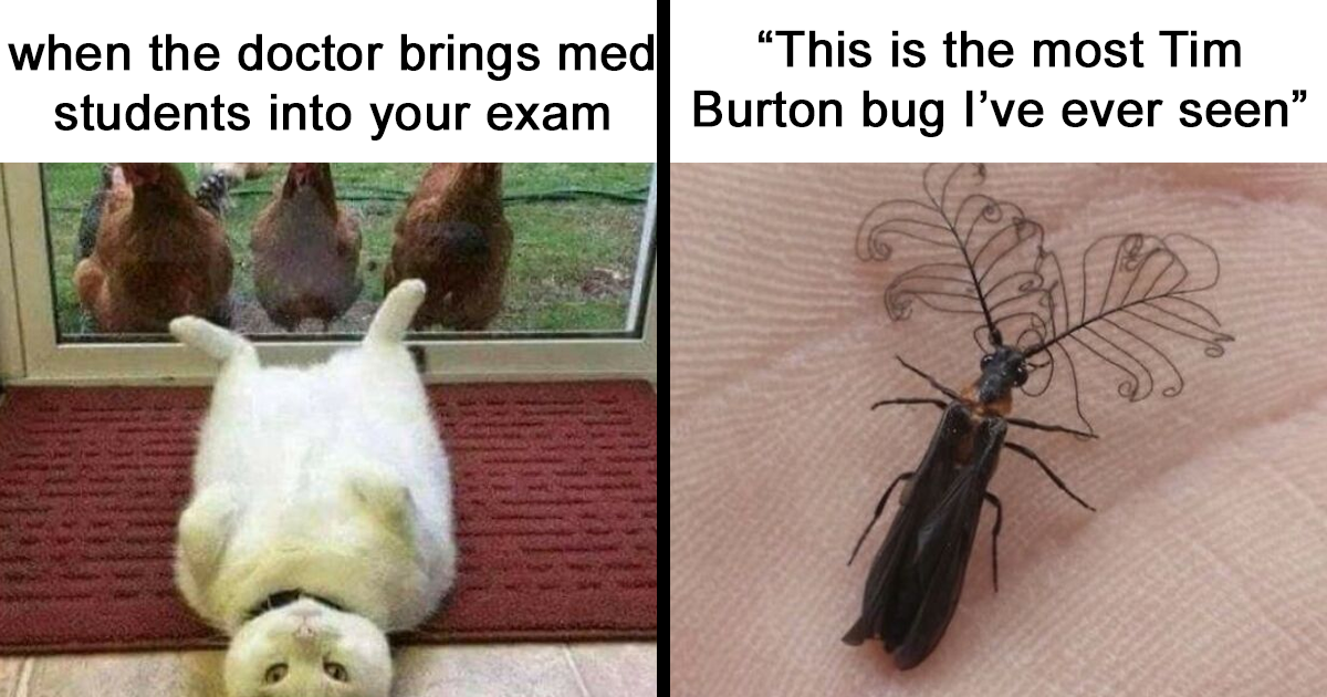 46-amusingly-adorable-animal-memes-to-make-your-day