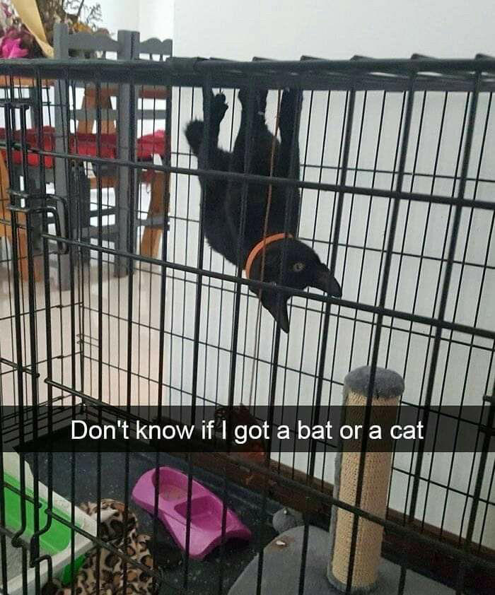 Cats out of context: Photos that somehow get funnier the longer you look