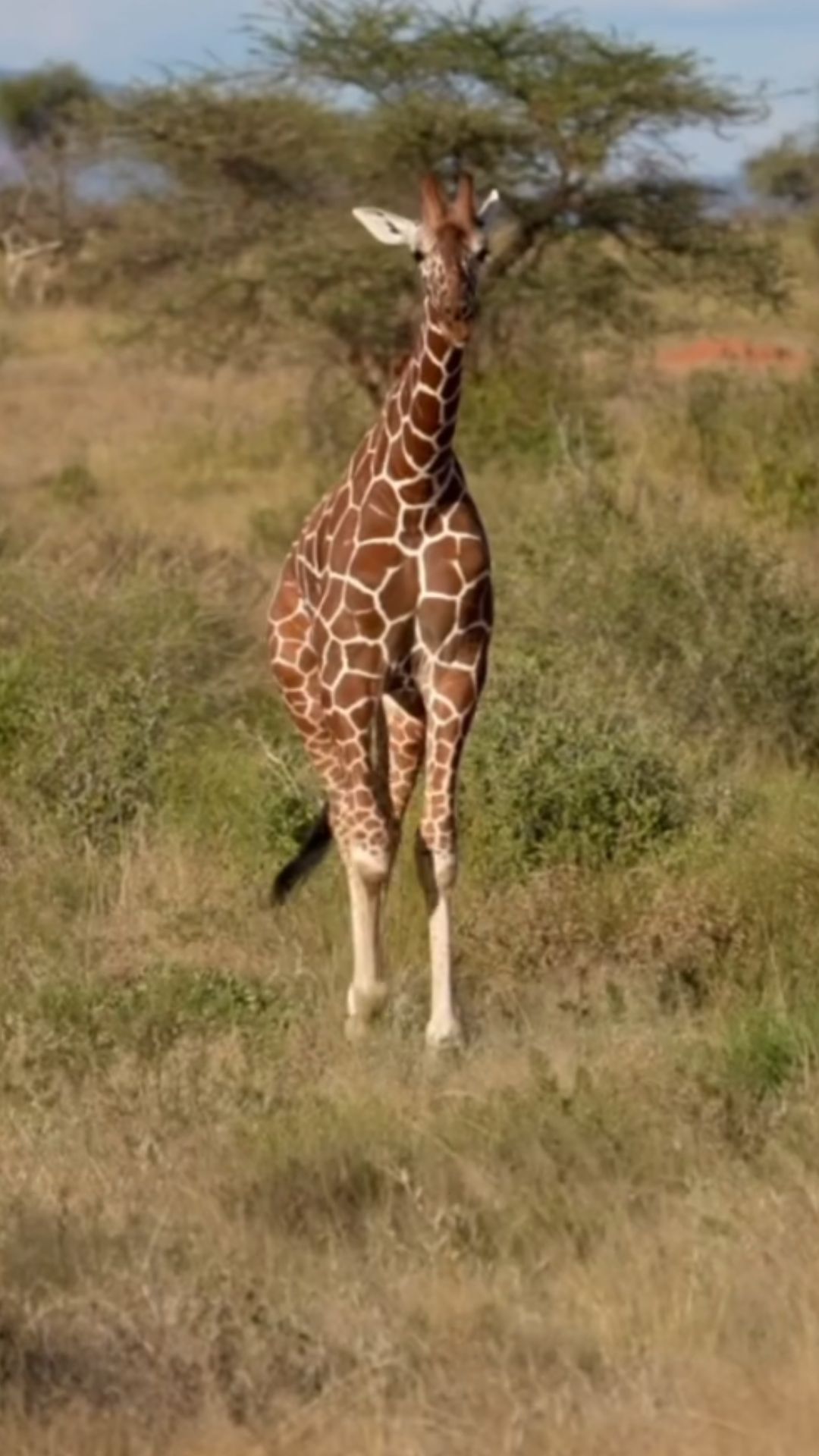 Reticulated giraffes face growing threats in the wild