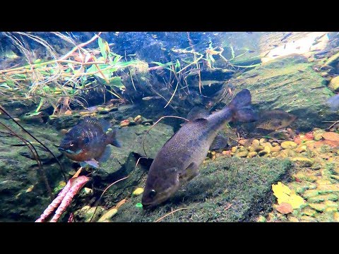 I captured our bass spawning live 🎥