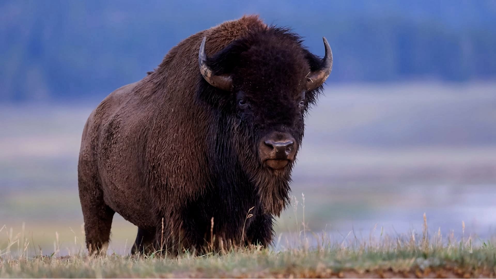 The best wildlife destinations in the US