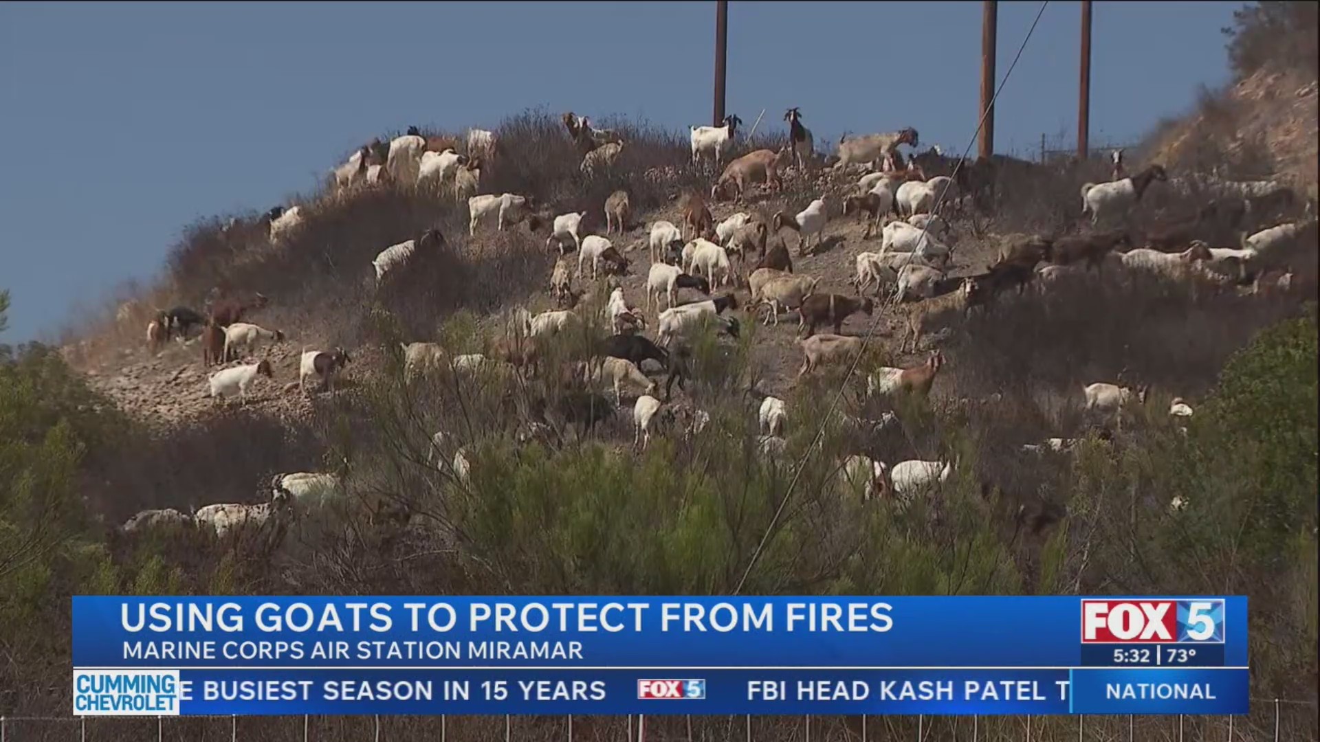 Using goats at MCAS Miramar to protect from fires