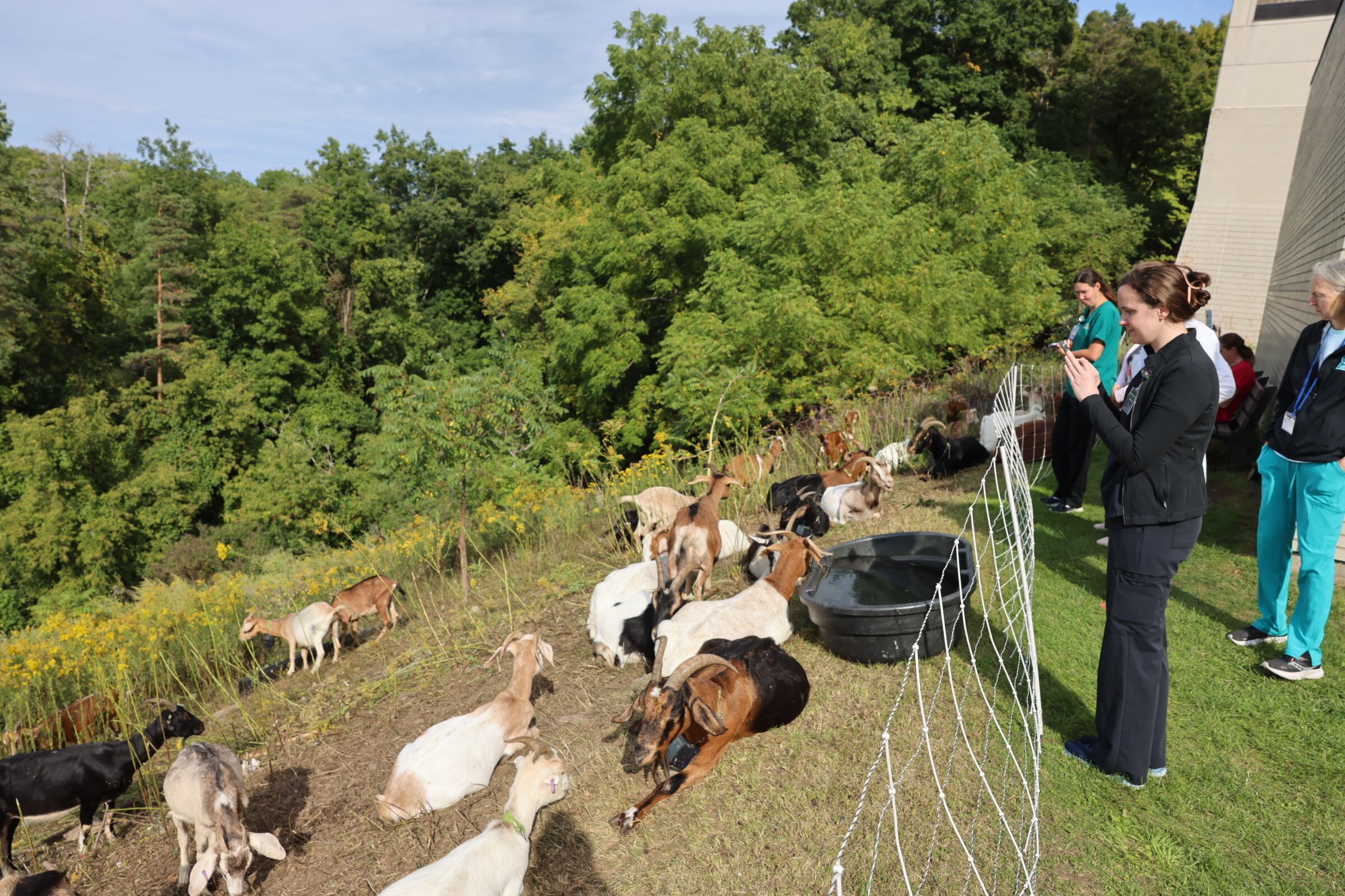 Upstate Hospital unleashes an army of goats to graze its overgrown grounds in Syracuse