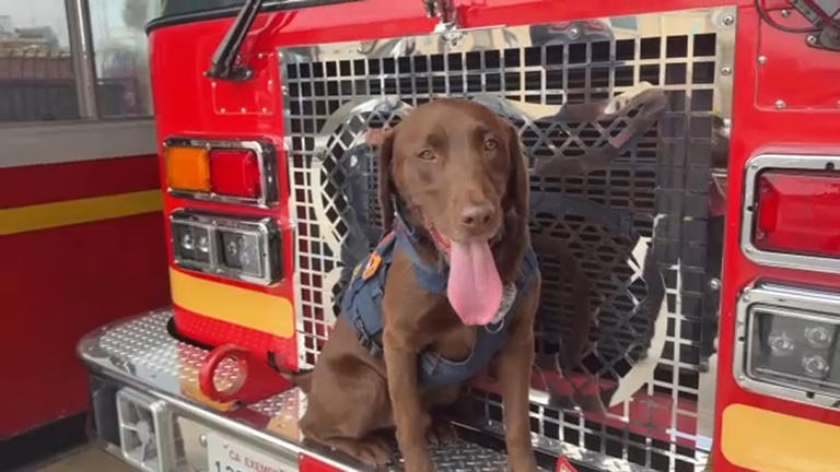 Meet Joey, the LA County search-and-rescue K-9 who helped find 3 ...