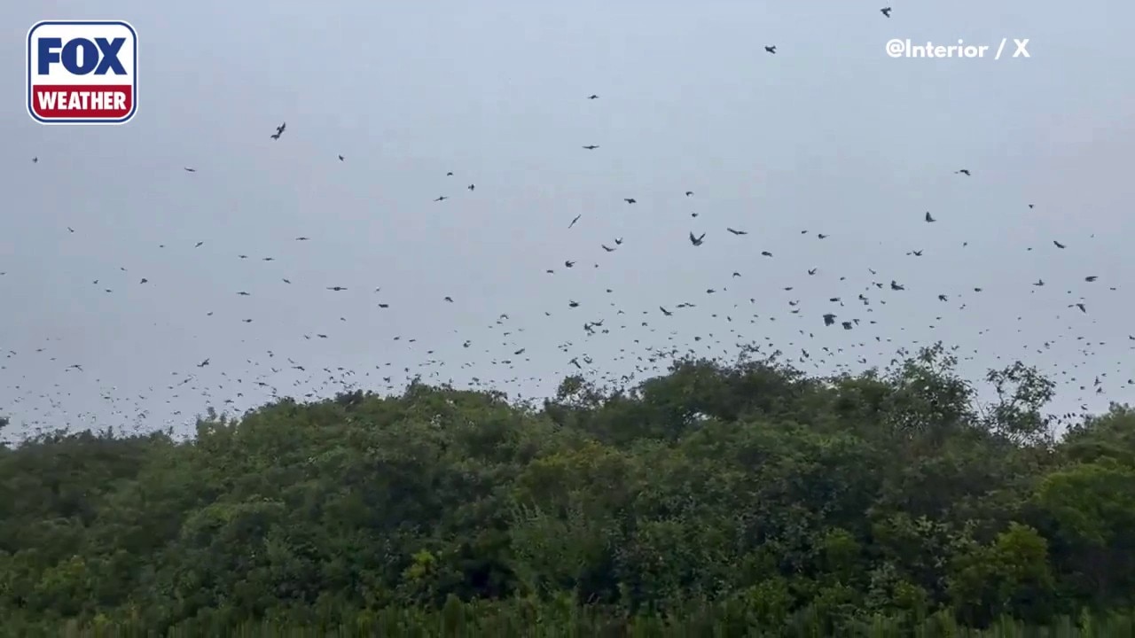 Thousands of tree swallows fly through Parker River National Wildlife ...