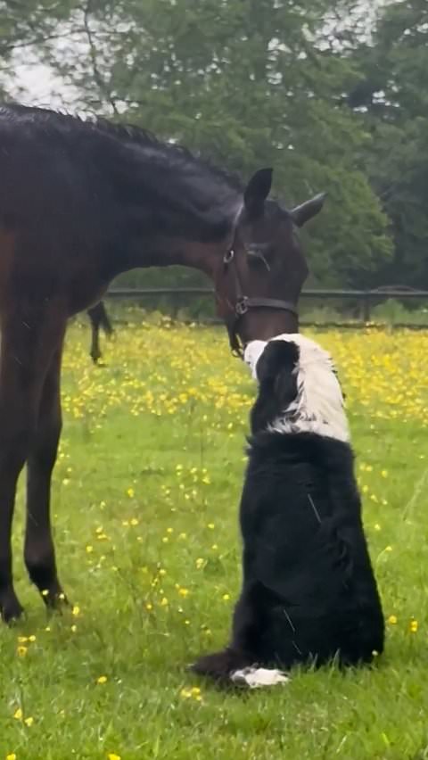 Border collie and horse form a close bond