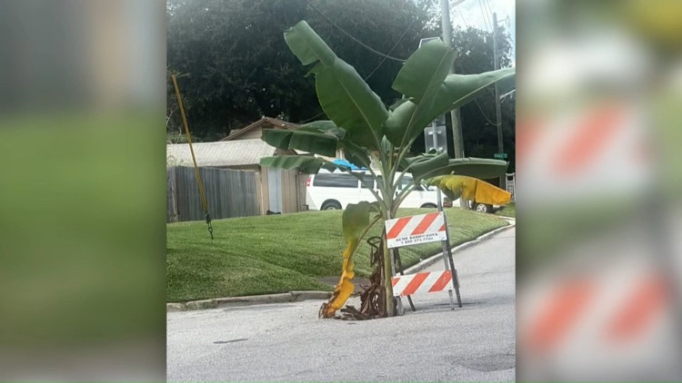 'Something needs to get done': Murray Hill neighbors draw attention to banana tree growing in pothole