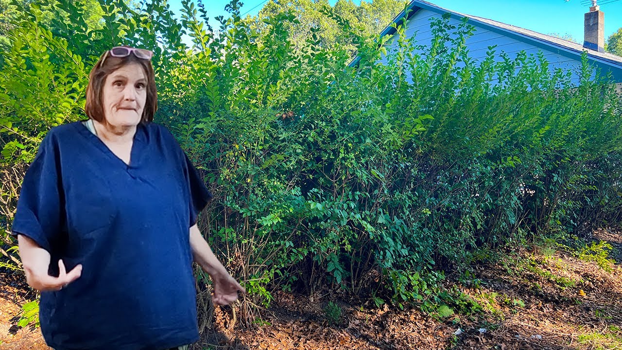 Transforming an overgrown yard: Satisfying bush trimming & cleanup!