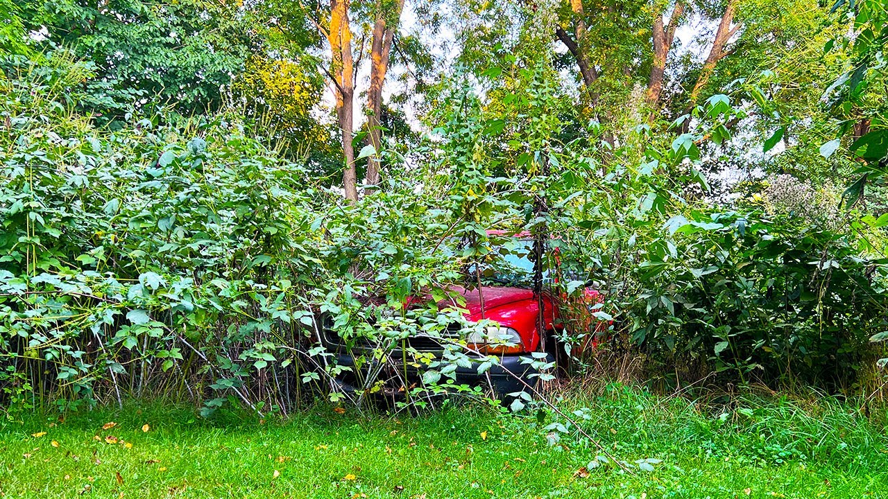 Turning a jungle back into a yard: Overgrown truck & boat cleanup (part 1)