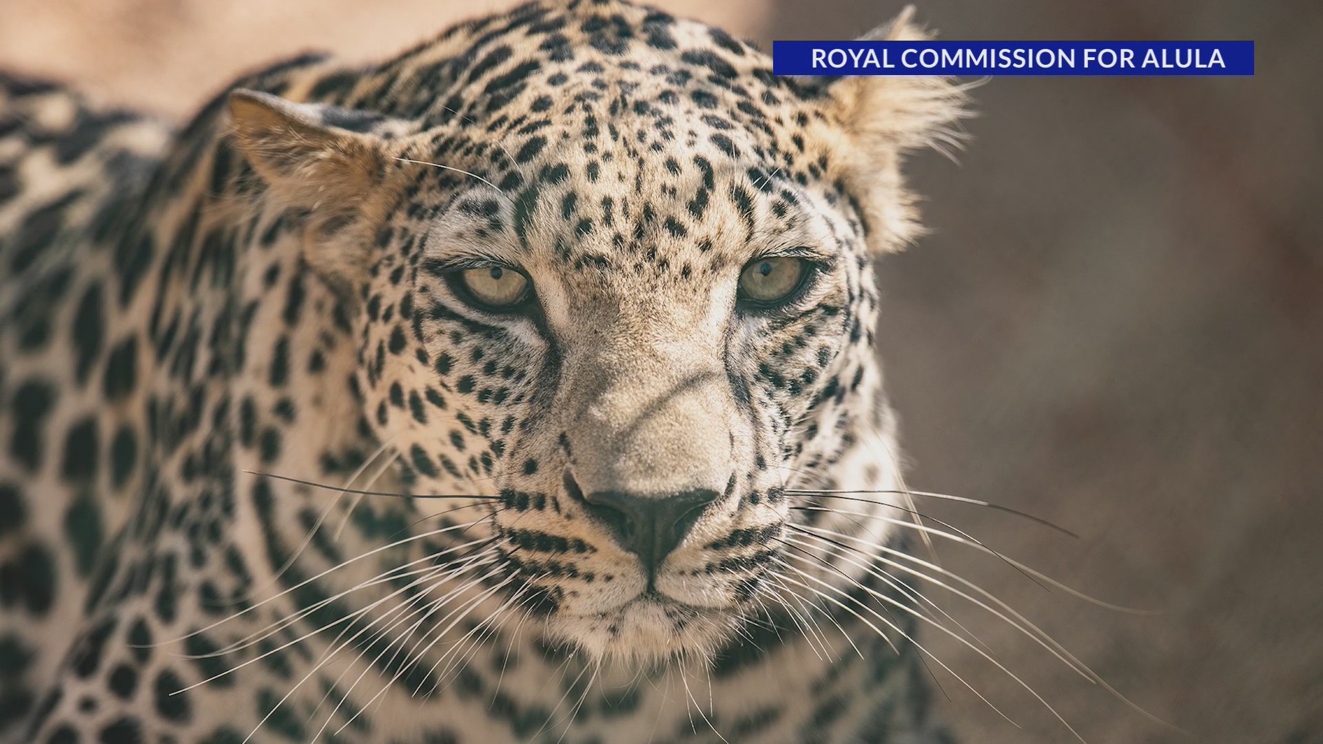DC National Zoo breaks ground on Arabian leopard habitat