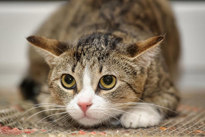 猫の『てんかん』で表れる症状4つ 主な原因や治療法から発作時に慌てないための対処法まで