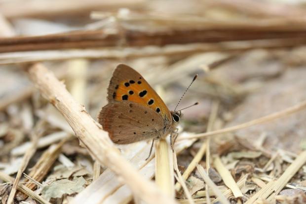 Drought could leave butterflies fighting for survival next year ...