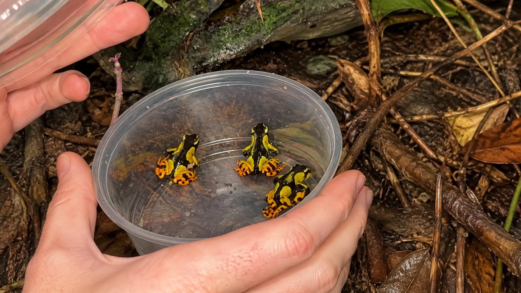 His bare hands came inches from a deadly poison frog… one touch could ...