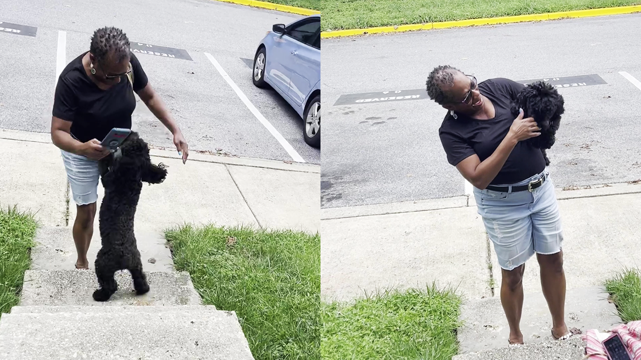 Heartwarming dog reunion: Puppy overjoyed to see her favorite human