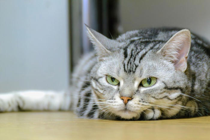 猫の『てんかん』で表れる症状4つ 主な原因や治療法から発作時に慌てないための対処法まで