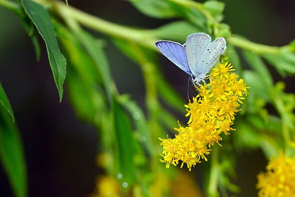 UK butterflies to 'fight for survival' next summer after drought