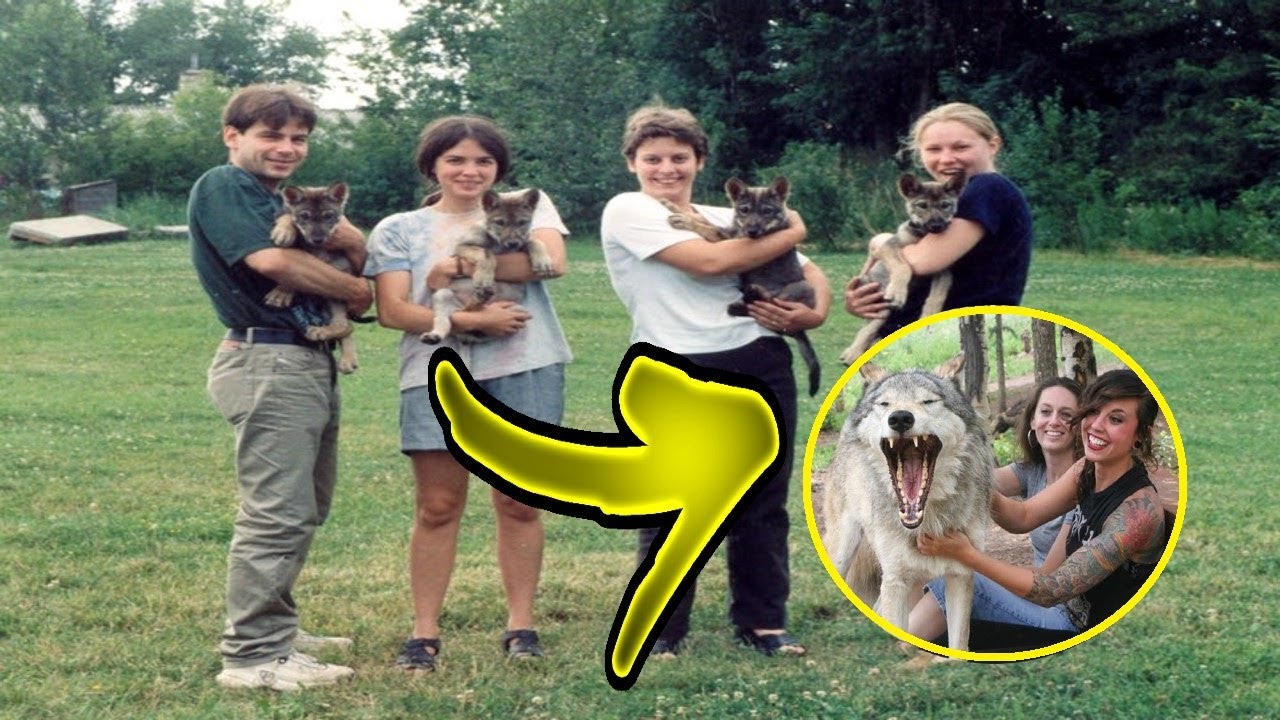 Wolves that were raised as dogs begin exhibiting very strange behavior ...