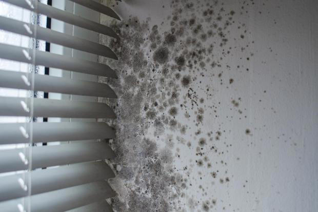 Expert's mould warning to everyone with a heated clothes airer this winter