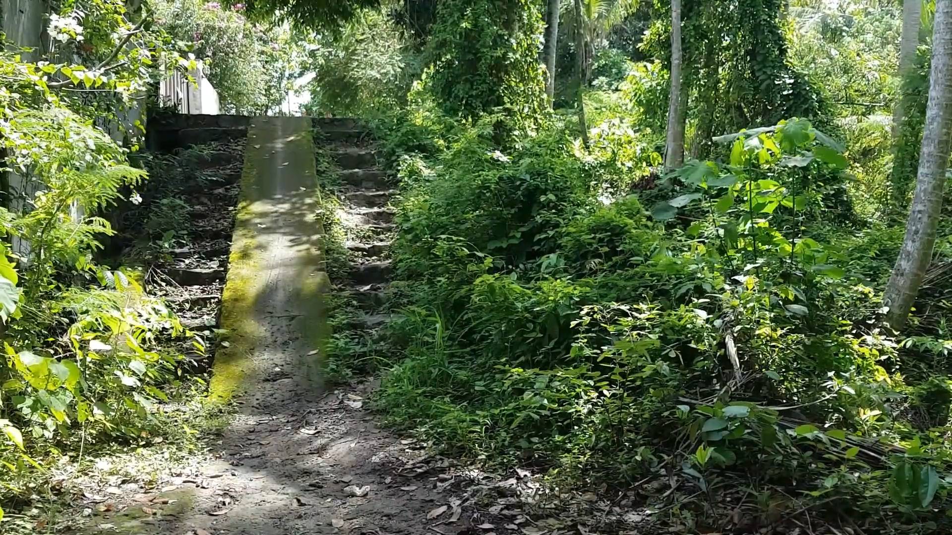 Snake discovery | The bites that come from the biggest snakes