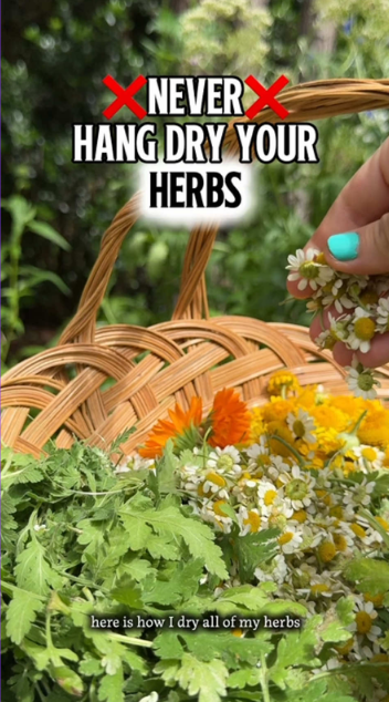 Easy tips for preserving fresh garden herbs