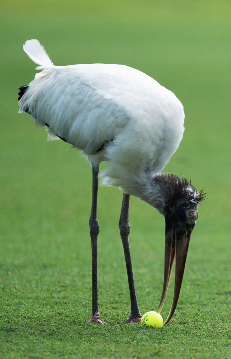 SW Florida 'golf capital' sees massive waitlists and fees