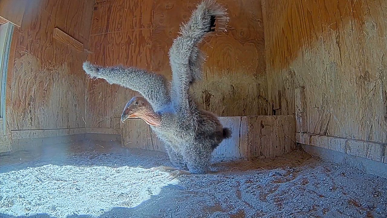 Oregon Zoo shows condor chicks readying for first flights
