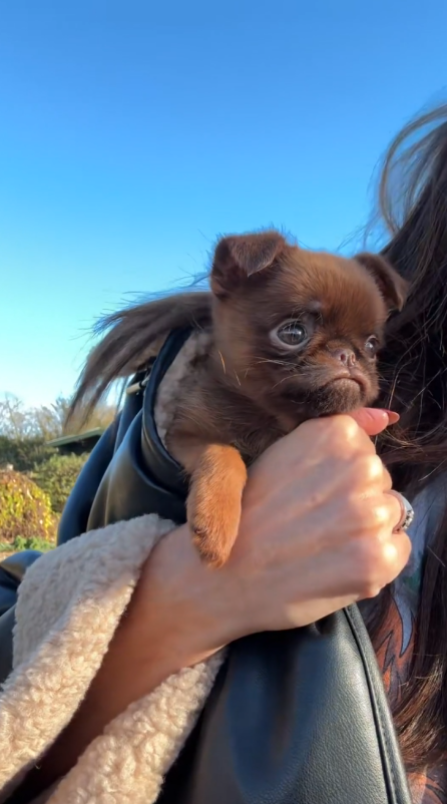 Tiny sprite puppy is too adorable