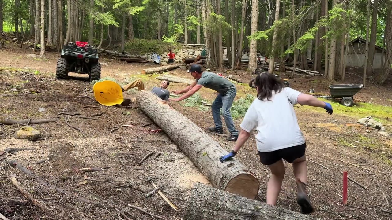 They cut down a 100-foot hemlock for their future home then realized ...