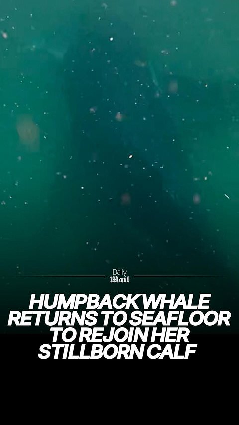Humpback whale returns to seafloor to rejoin her stillborn calf